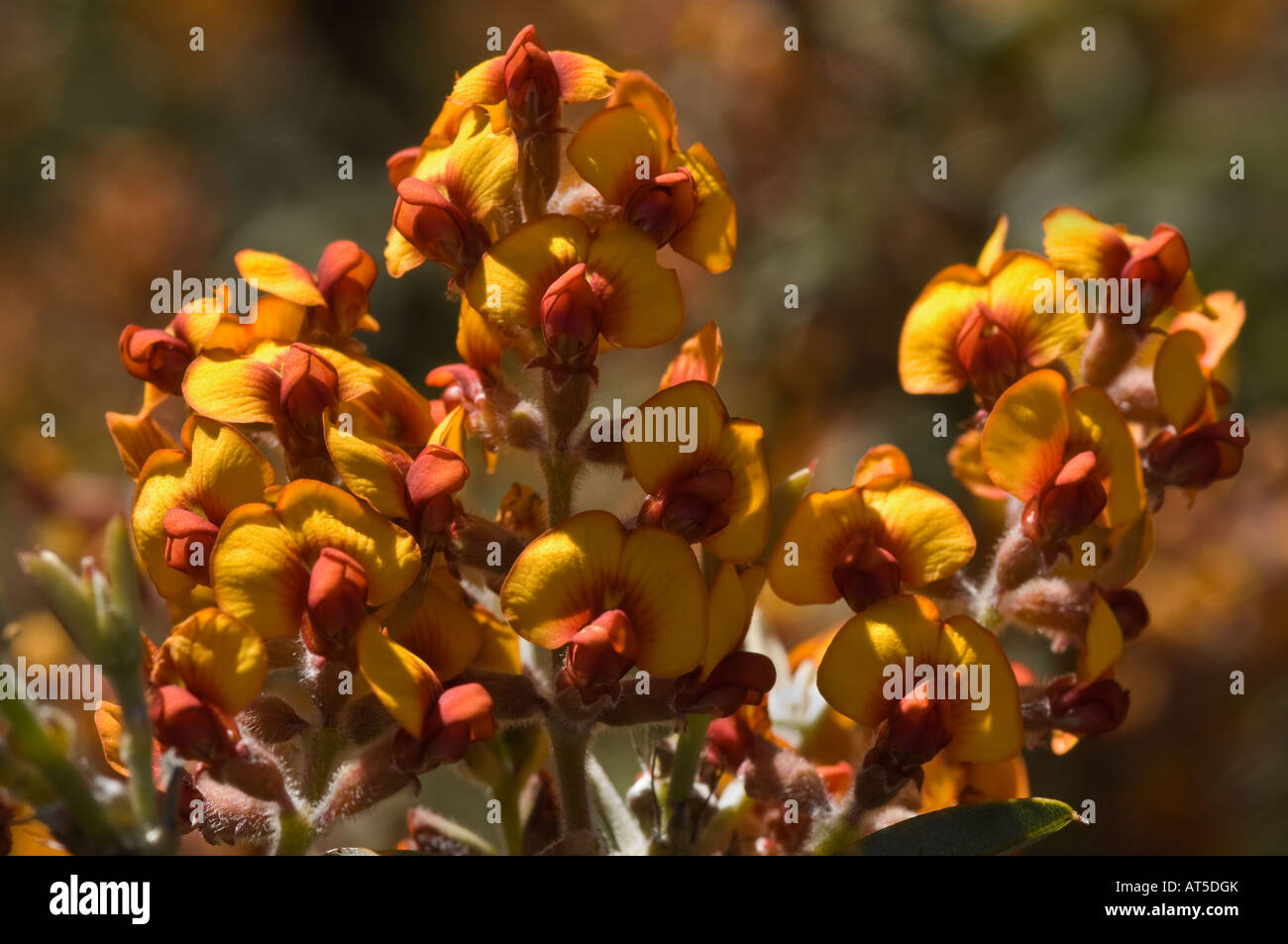 Sandplain Poison (Gastrolobium microcarpum) flowers Dryandra Woodland Western Australia September Stock Photo