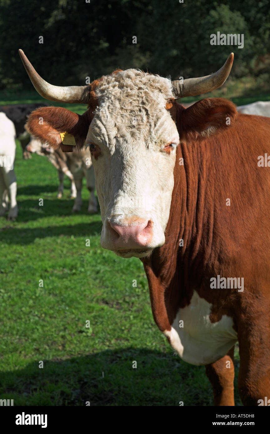 Hereford bull horns hi-res stock photography and images - Alamy