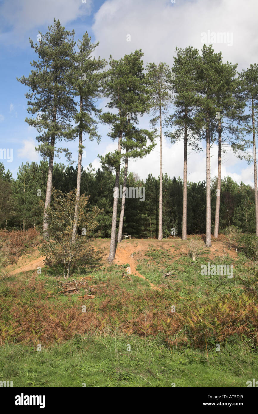 Row of pine trees hi-res stock photography and images - Alamy