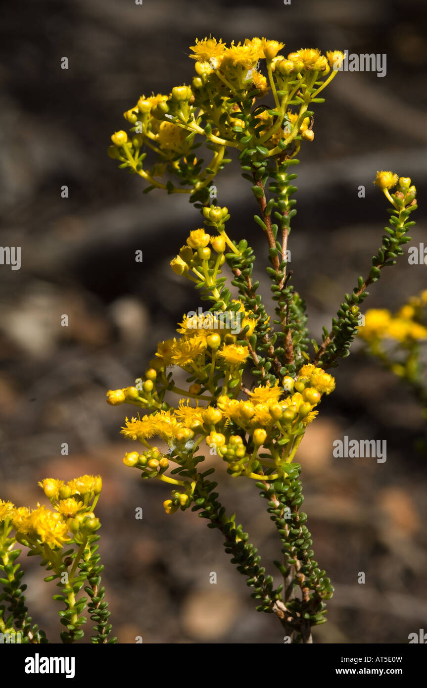 Golden Featherflower (Verticordia serrata var. serrata) flowers Dryandra Woodland Western Australia September Stock Photo