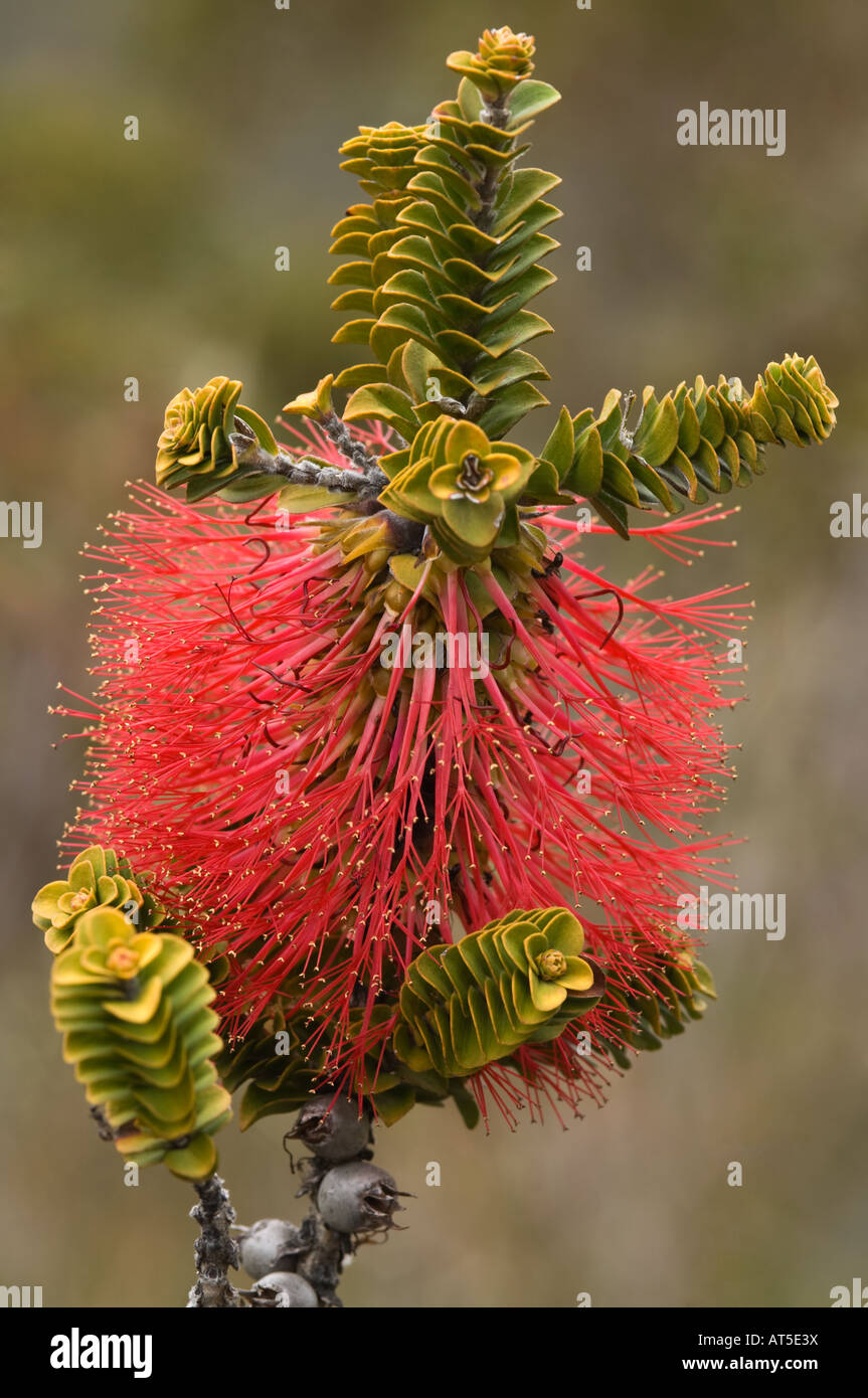 Bottlebrush (Beaufortia decussata) flowers Mount Hassel Stirling Range National Park Western Australia October Stock Photo