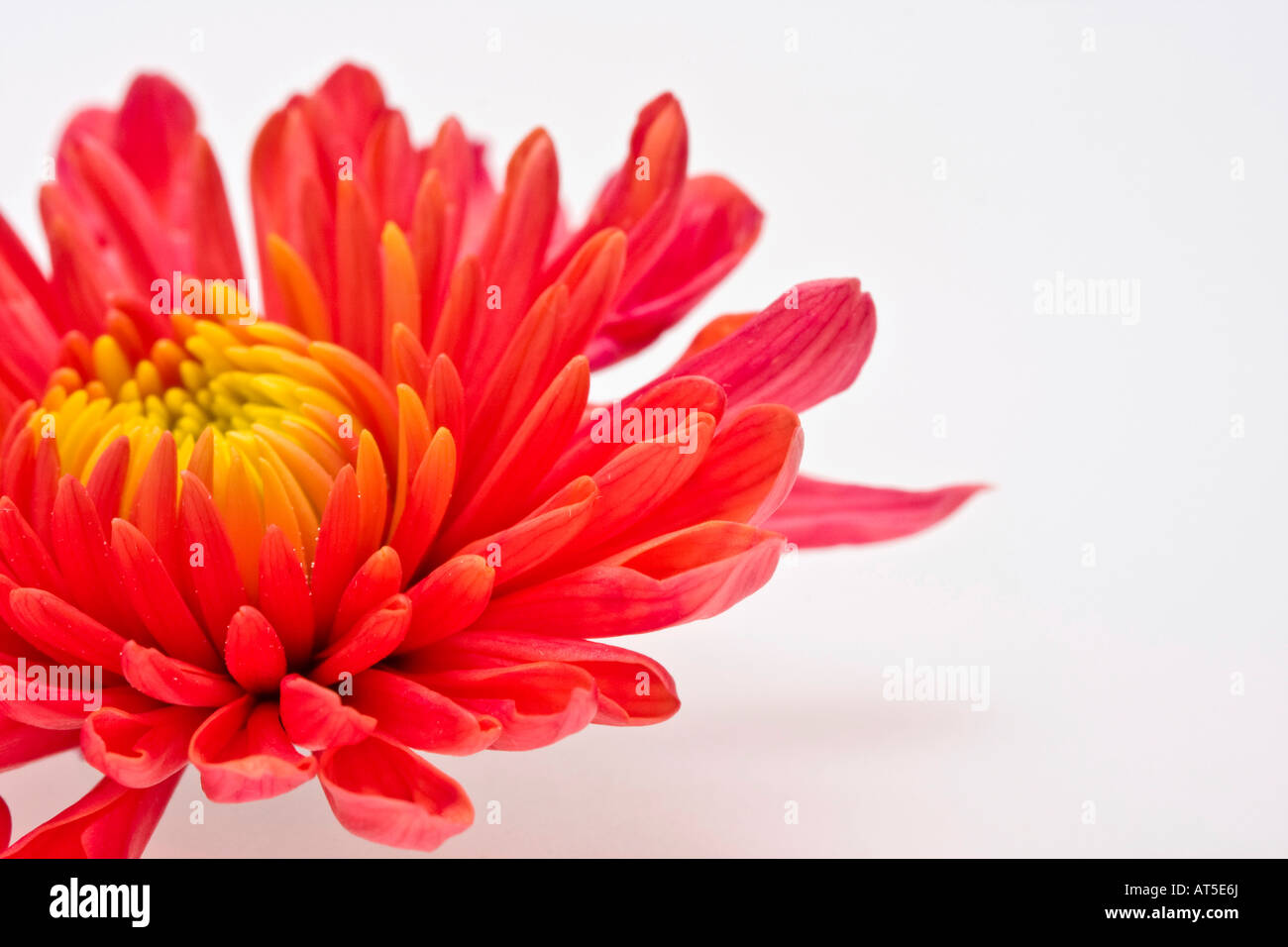 Orange Chrysanthemum closeup of a beautiful flower pictures images photos overhead from above large high resolution horizontal in USA US hi-res Stock Photo