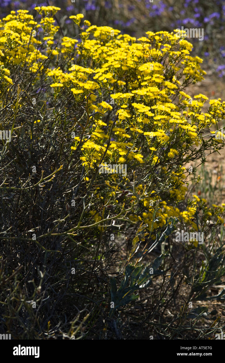 Yellow Featherflower (Verticordia chrysantha) Lake Grace Western Australia October Stock Photo