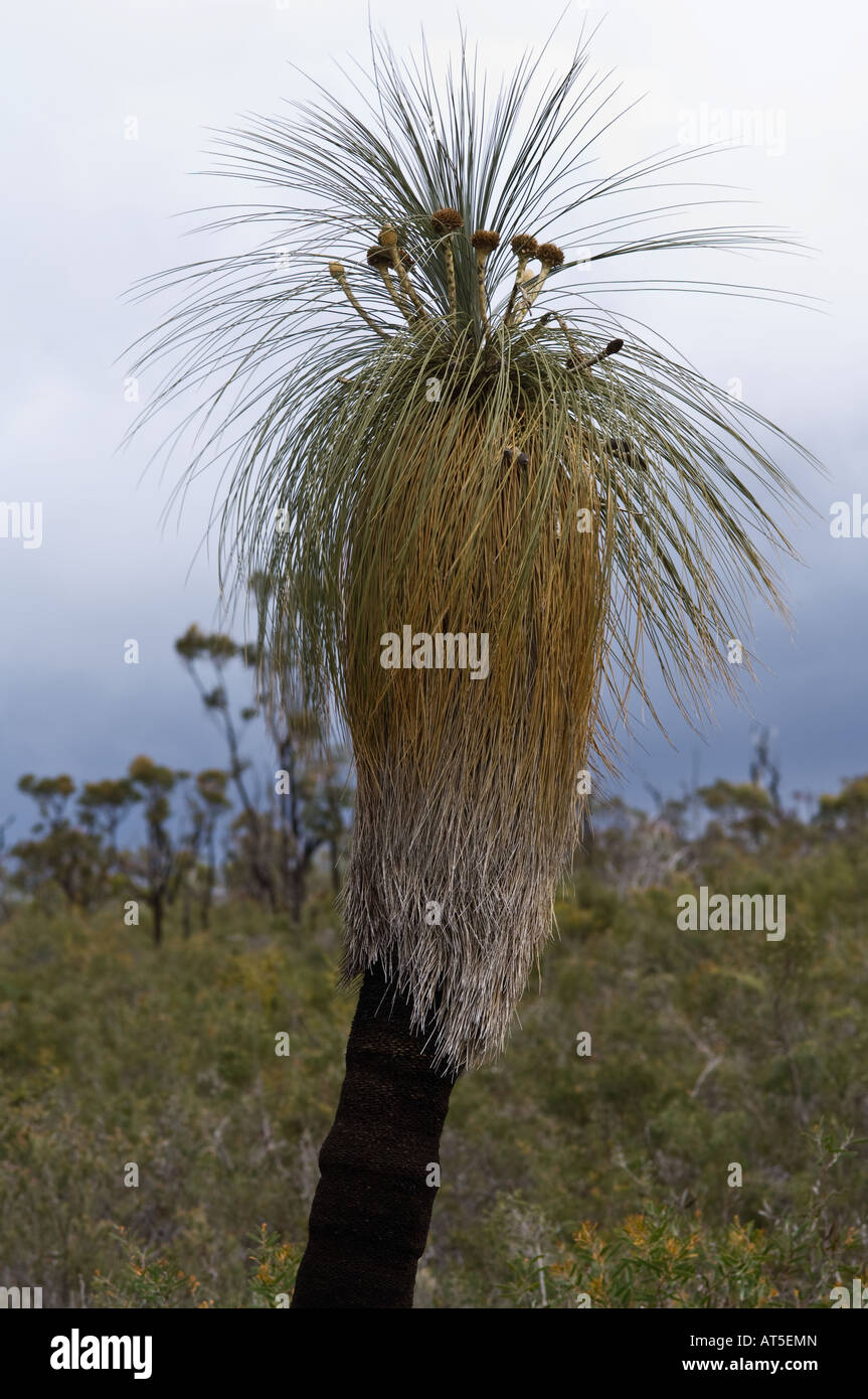 Skirted Grasstree or Black Gin (Kingia australis) Stirling Range National Park Western Australia October Stock Photo