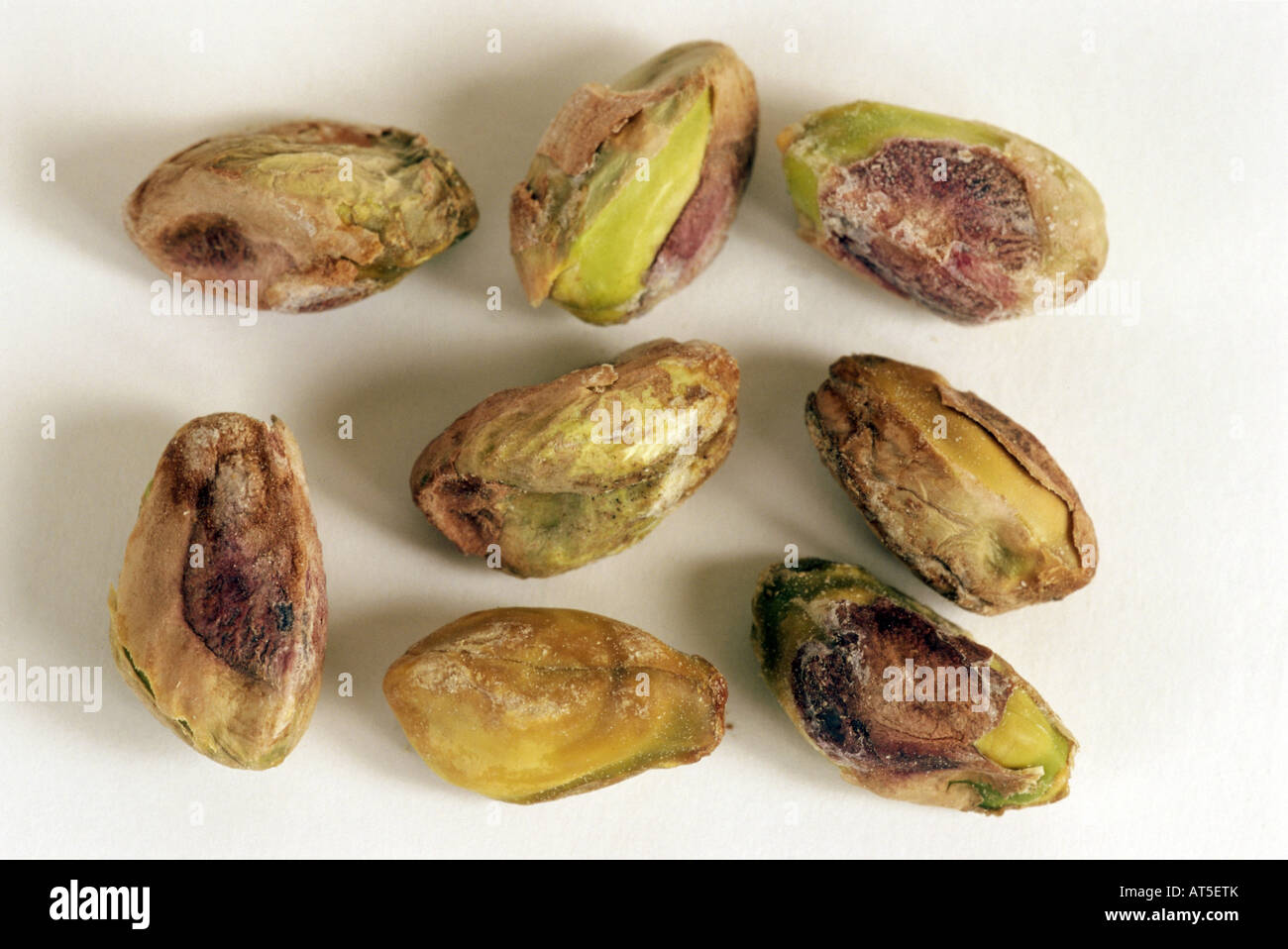 botany, Pistacia, "pistachio" (Pistacia vera), several nuts without
