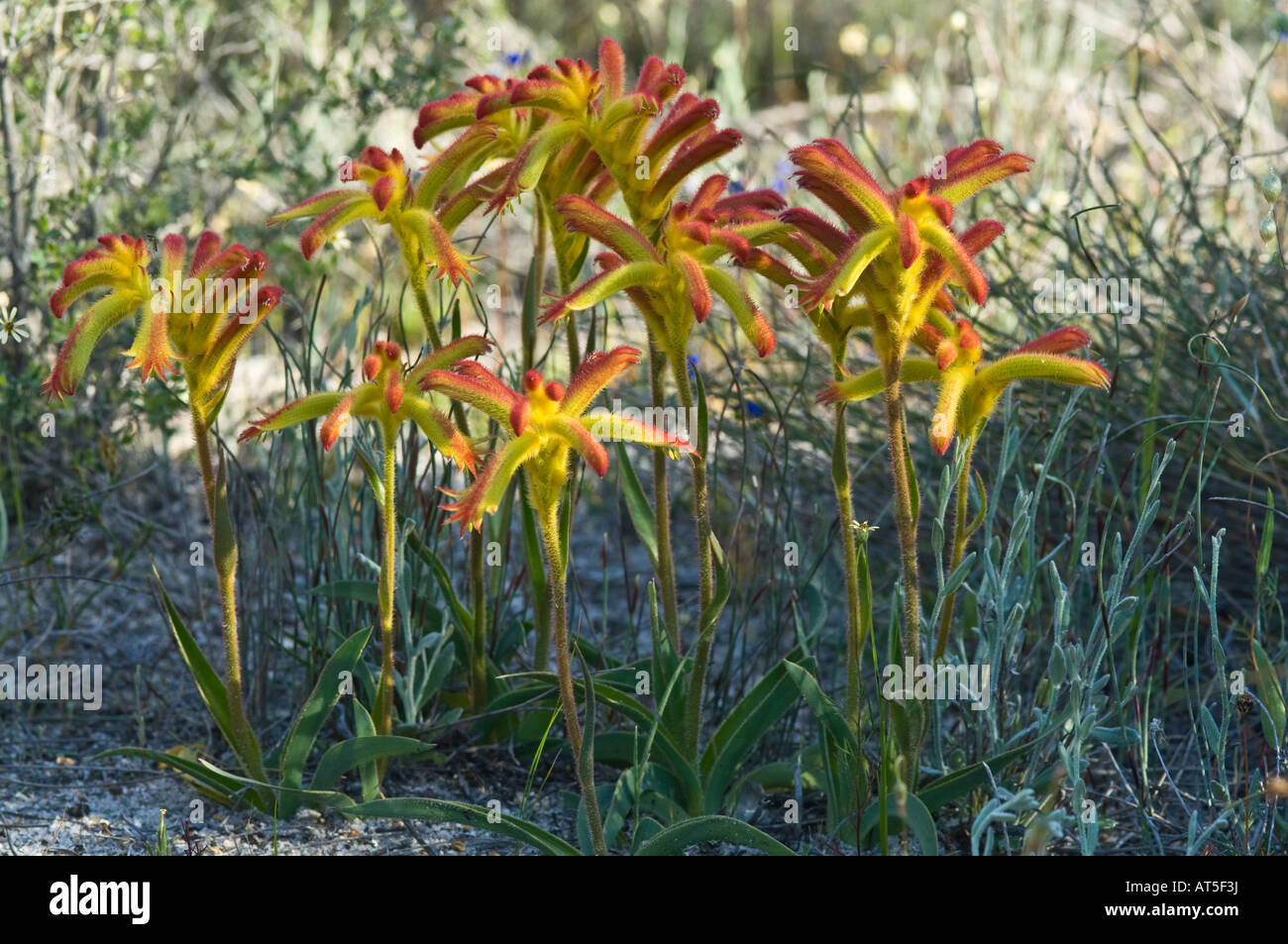 Cat's Paw (Anigozanthos humilis) flowers Yilliminning Rock Reserve Western Australia September Stock Photo