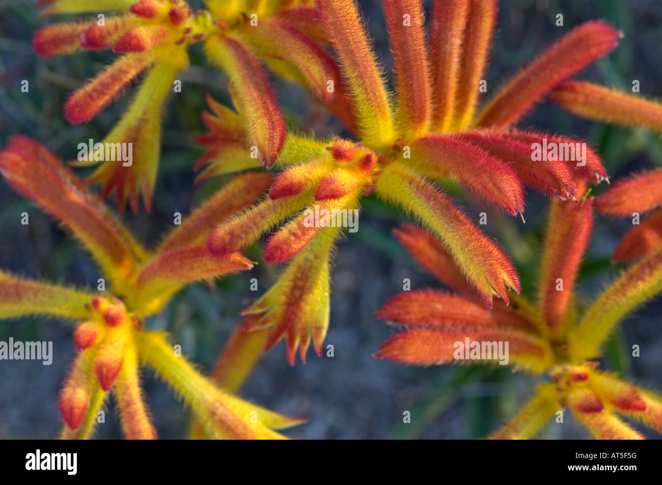 Cat's Paw (Anigozanthos humilis) close up of flowers Yilliminning Rock Reserve Western Australia September Stock Photo