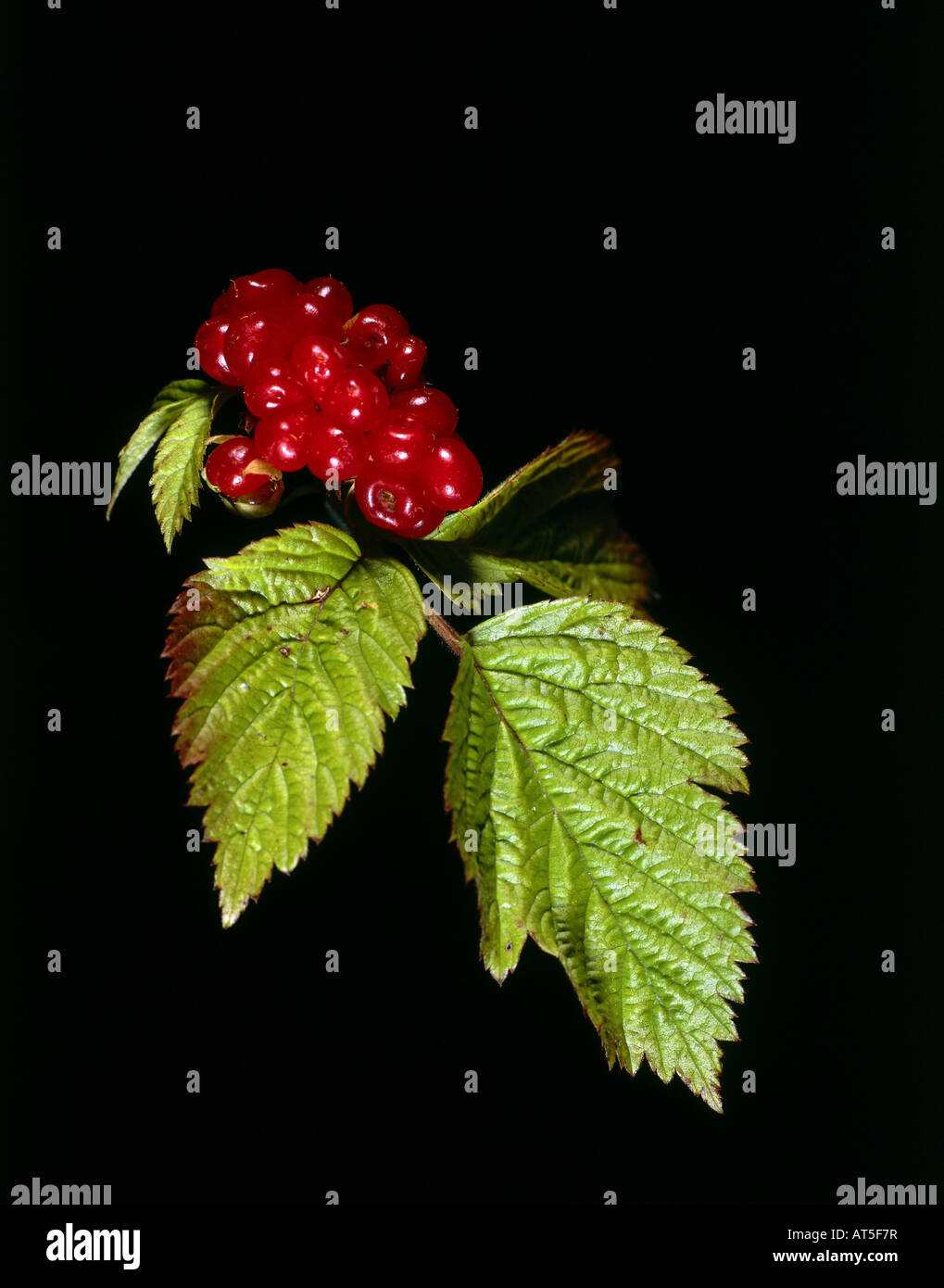 botany, Stone Bramble, (Rubus saxatilis), berries and leaves, Additional-Rights-Clearance-Info-Not-Available Stock Photo