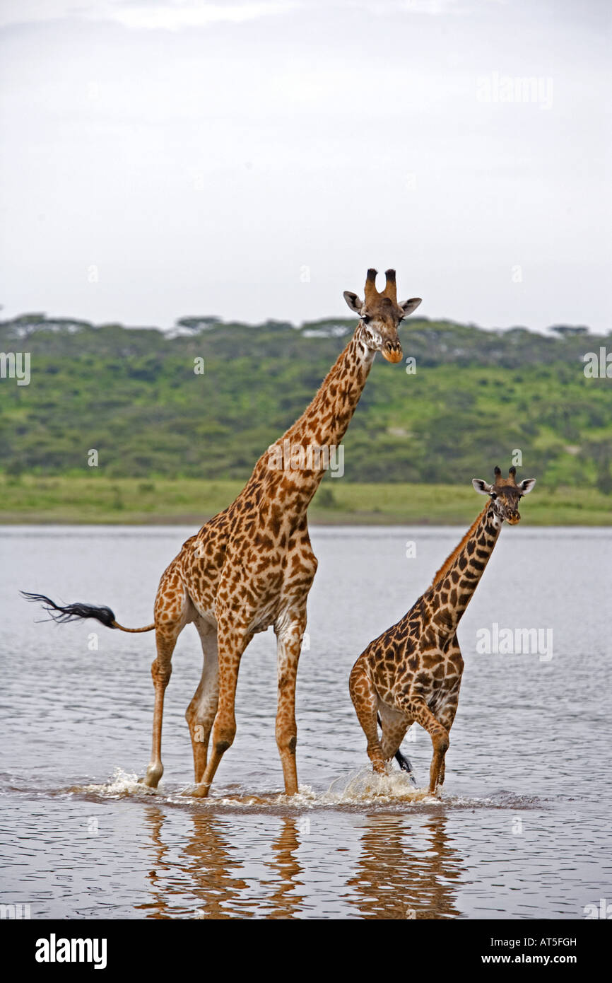 Giraffes in serengeti hi-res stock photography and images - Alamy
