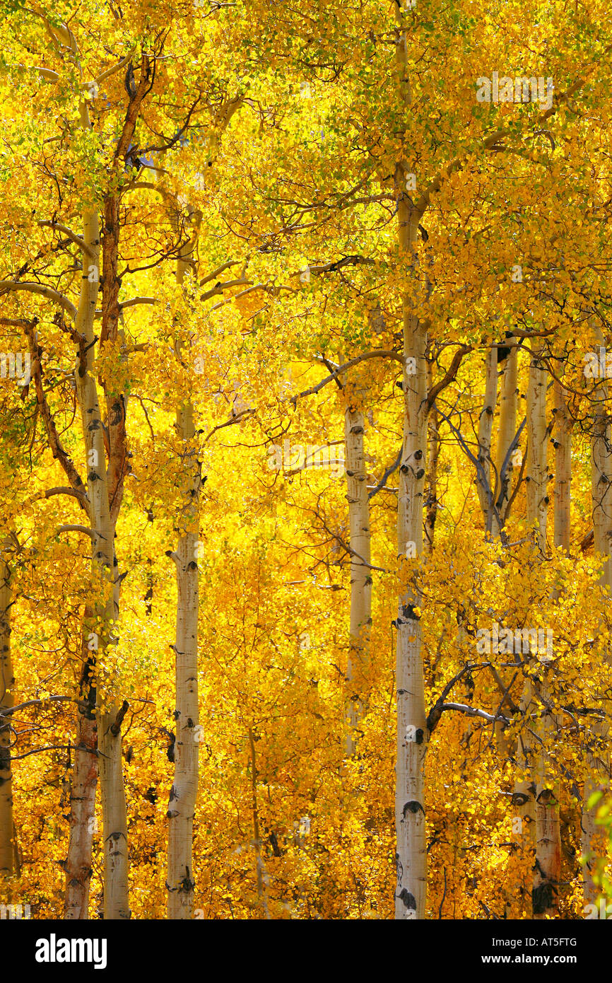 San Isabel National Forest, Colorado Stock Photo - Alamy