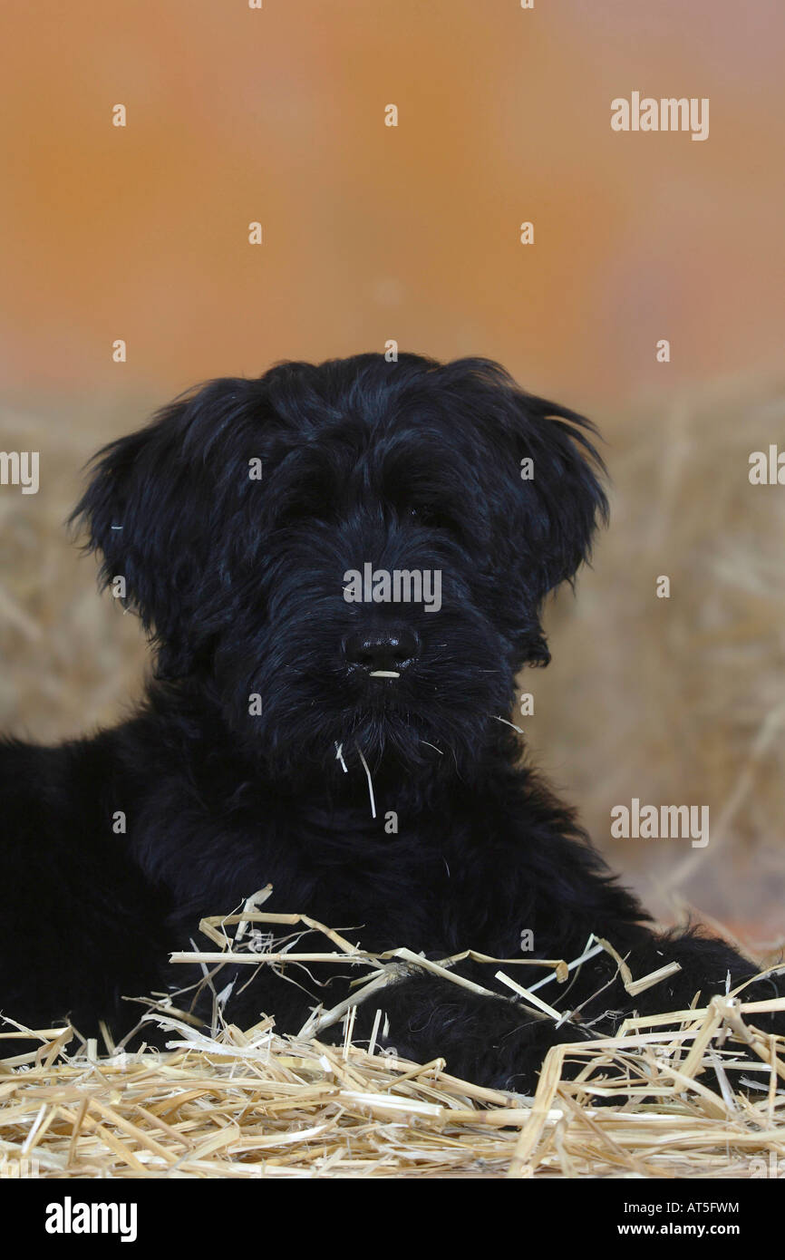 Briard puppy 14 weeks Berger de Brie Stock Photo Alamy