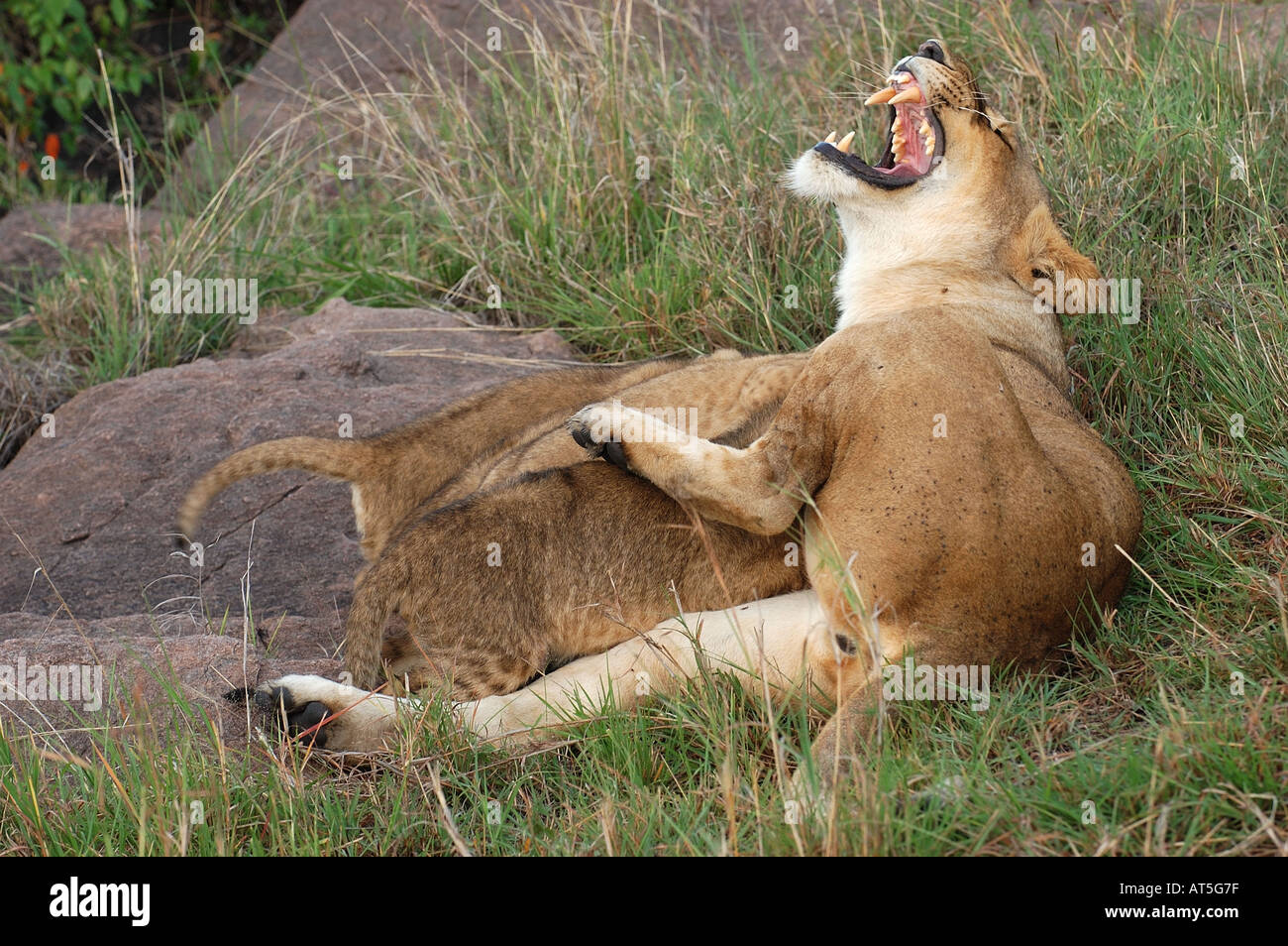 Lioness Panthera leo suckling cubs Masaii Mara Kenya Stock Photo