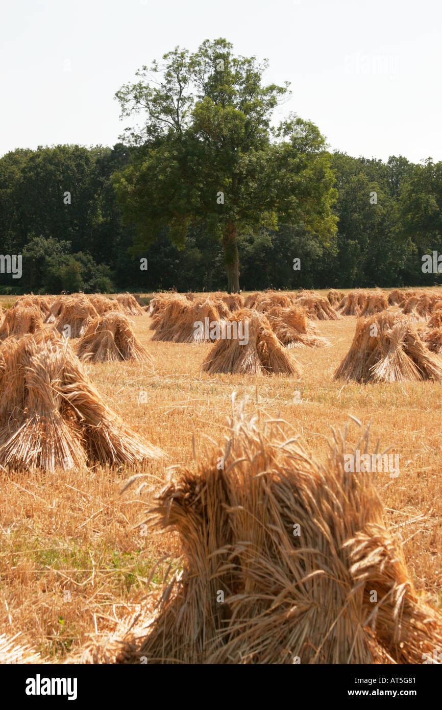 Wiltshire UK England Harvest old fashioned Stocks stooks stouks or shocks drying in field Stock Photo
