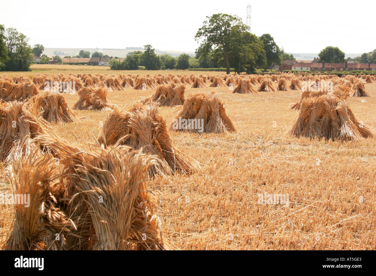 Wiltshire UK England Harvest old fashioned Stocks stooks stouks or shocks drying in field Stock Photo