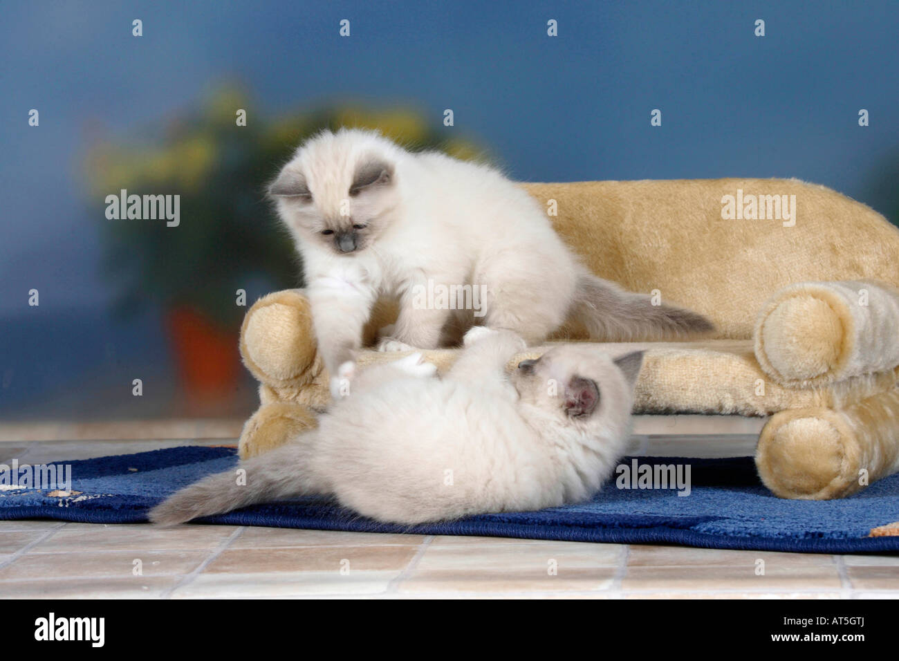 Sacred Cats of Birma kittens 8 weeks blue point Stock Photo