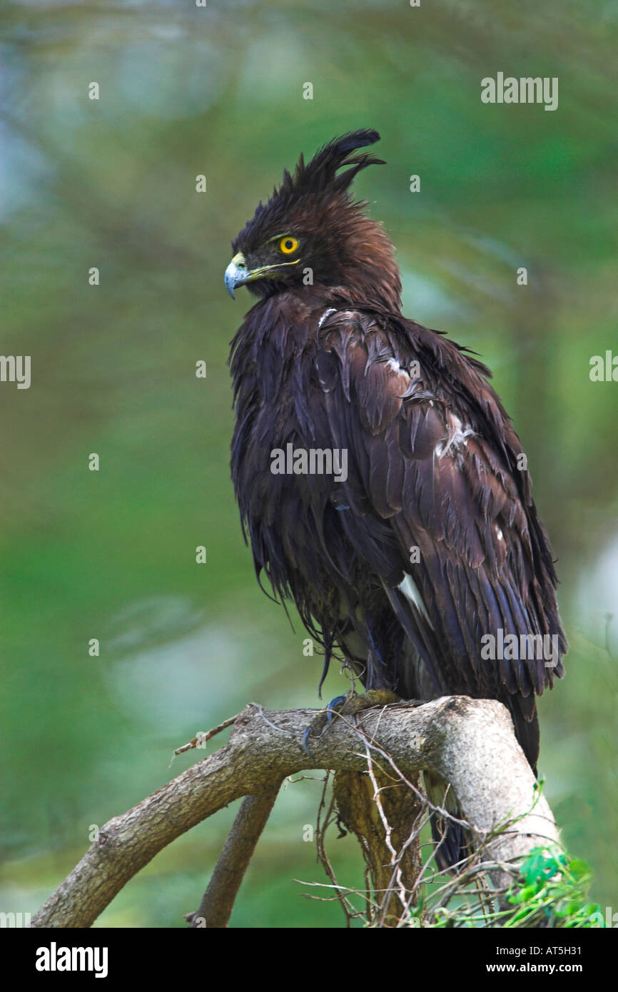 Long crested long-crested eagle portrait close-up Lophaetus occipitalis in tree in forest around Lake Nakuru Kenya Africa Stock Photo