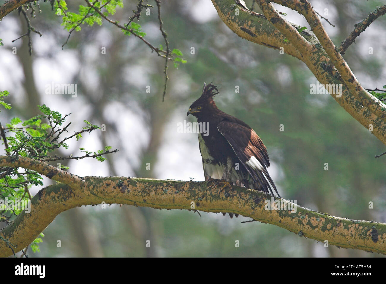 Long crested long-crested eagle Lophaetus occipitalis in tree in forest around Lake Nakuru Kenya East Africa Stock Photo