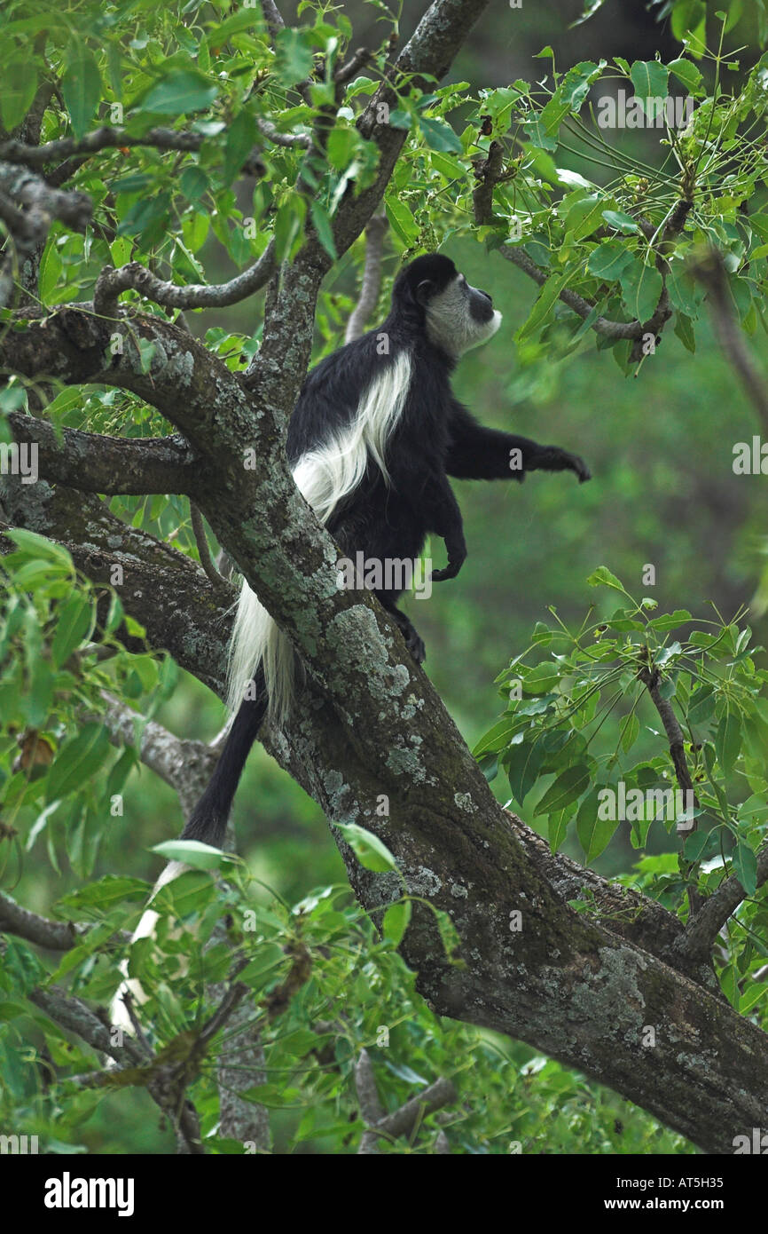 Black and White Colobus monkey Colobus Guereza in forest woodland at