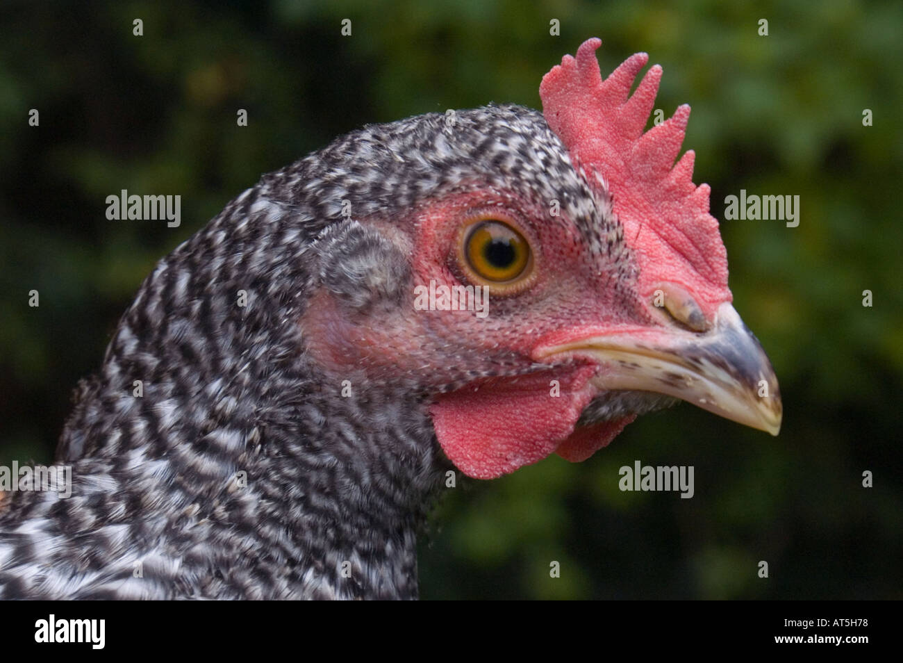 Free range Scots Grey cross domestic hen in garden close up showing head details Stock Photo