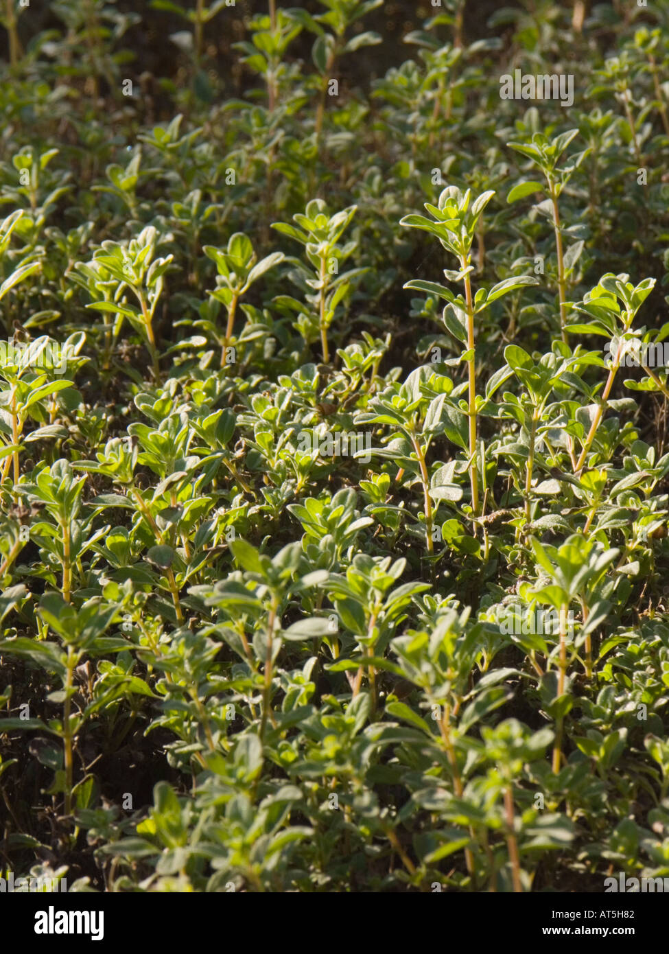 Marjoram herb Oreganum marjorana photographed in Morocco Stock Photo
