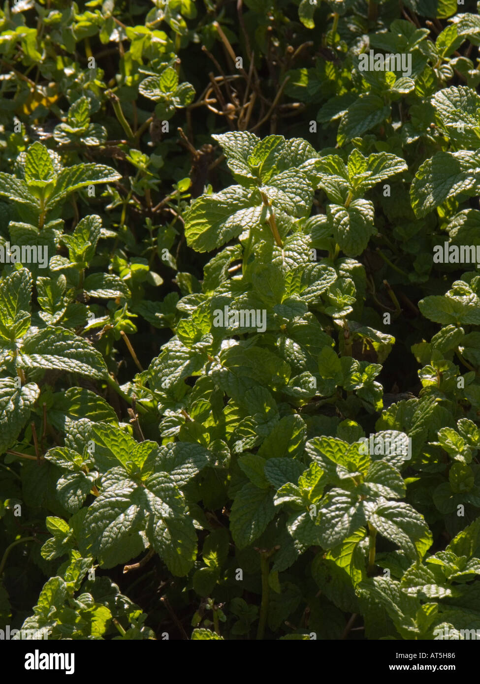 Mint plant Mentha viridis photographed in Morocco Stock Photo Alamy