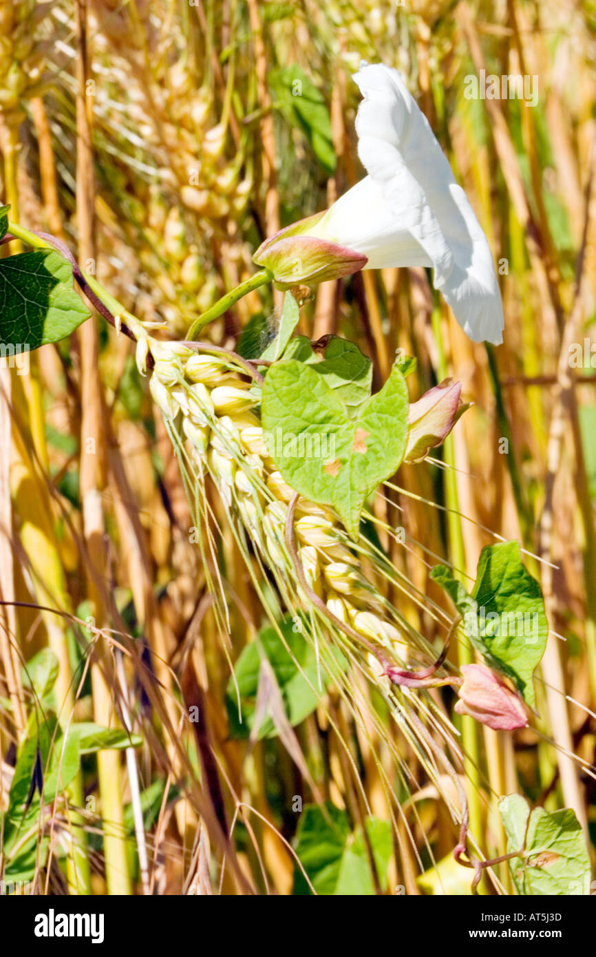 Field bindweed on corn Stock Photo Alamy