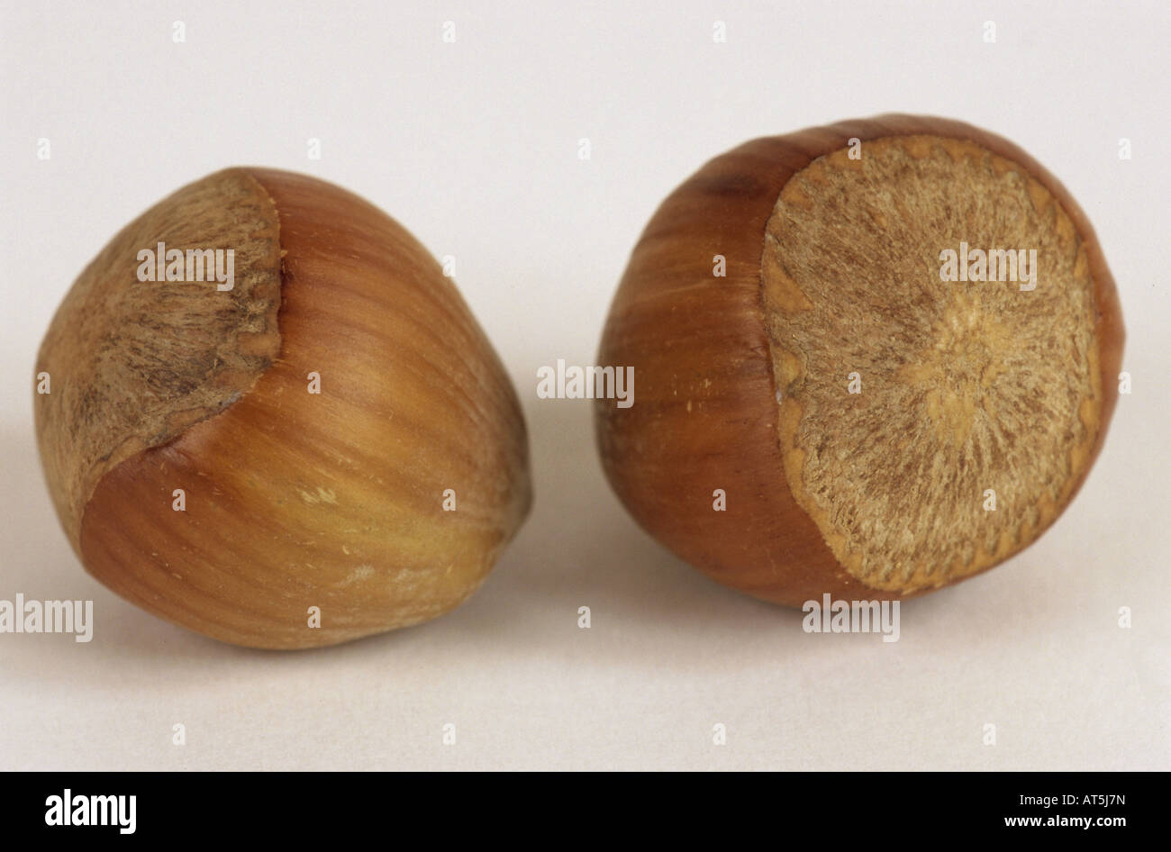 botany, Corylus, Hazel" (Corylus avellana), two hazelnuts with