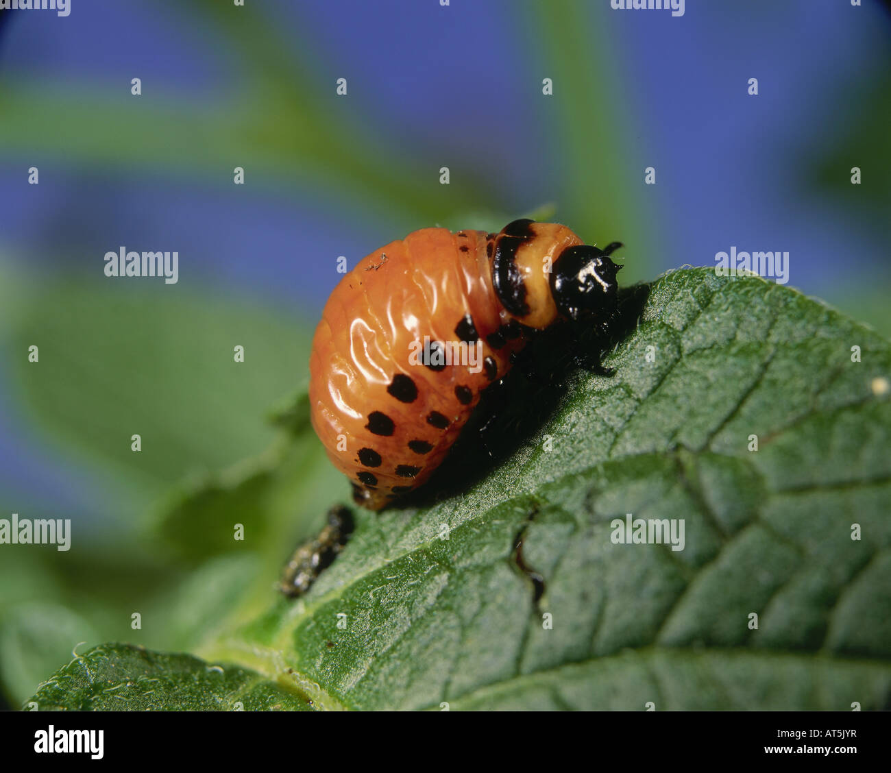 zoology / animals, insects, beetle, Colorado potato beetle ...