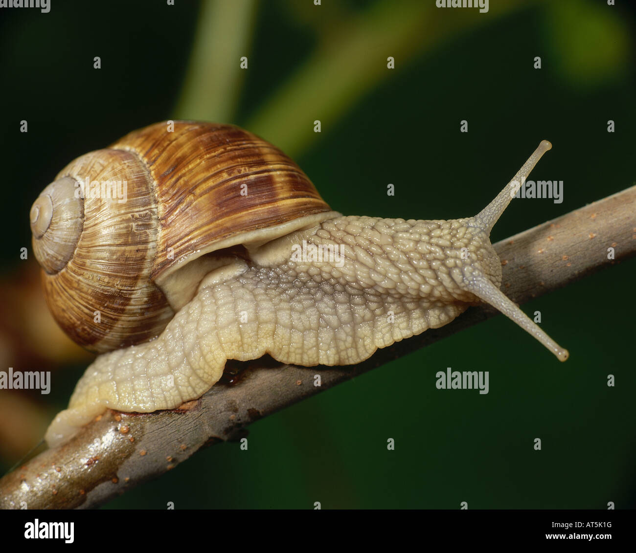 zoology / animals, mollusc, Helicidae, grapevine snail (Helix pomatia), on branch, distribution: Europe, Additional-Rights-Clearance-Info-Not-Available Stock Photo