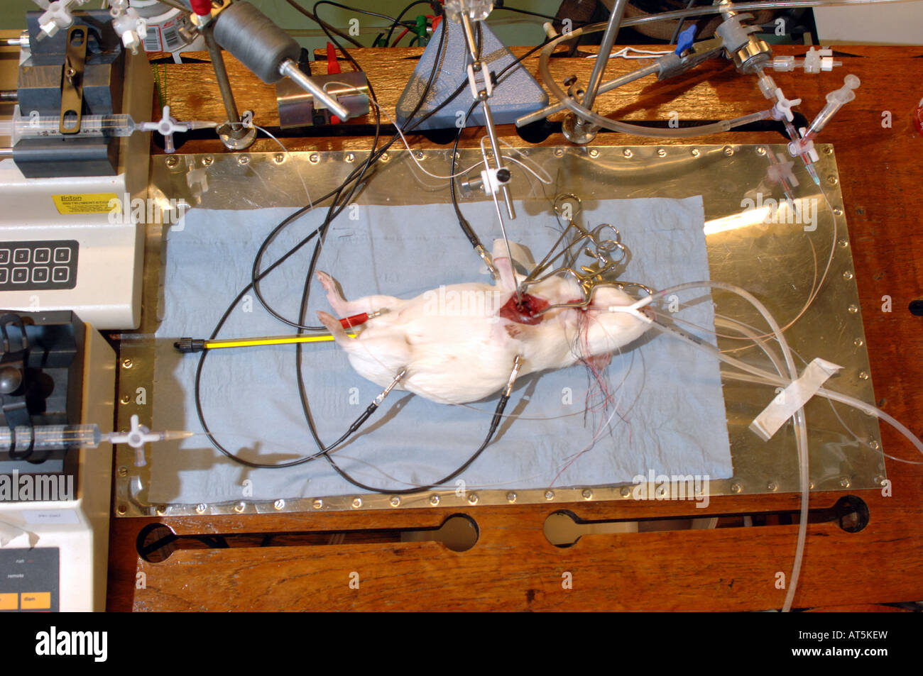 MEDICAL EXPERIMENT ON A RAT TO HELP TREAT HEART DISEASE Stock Photo