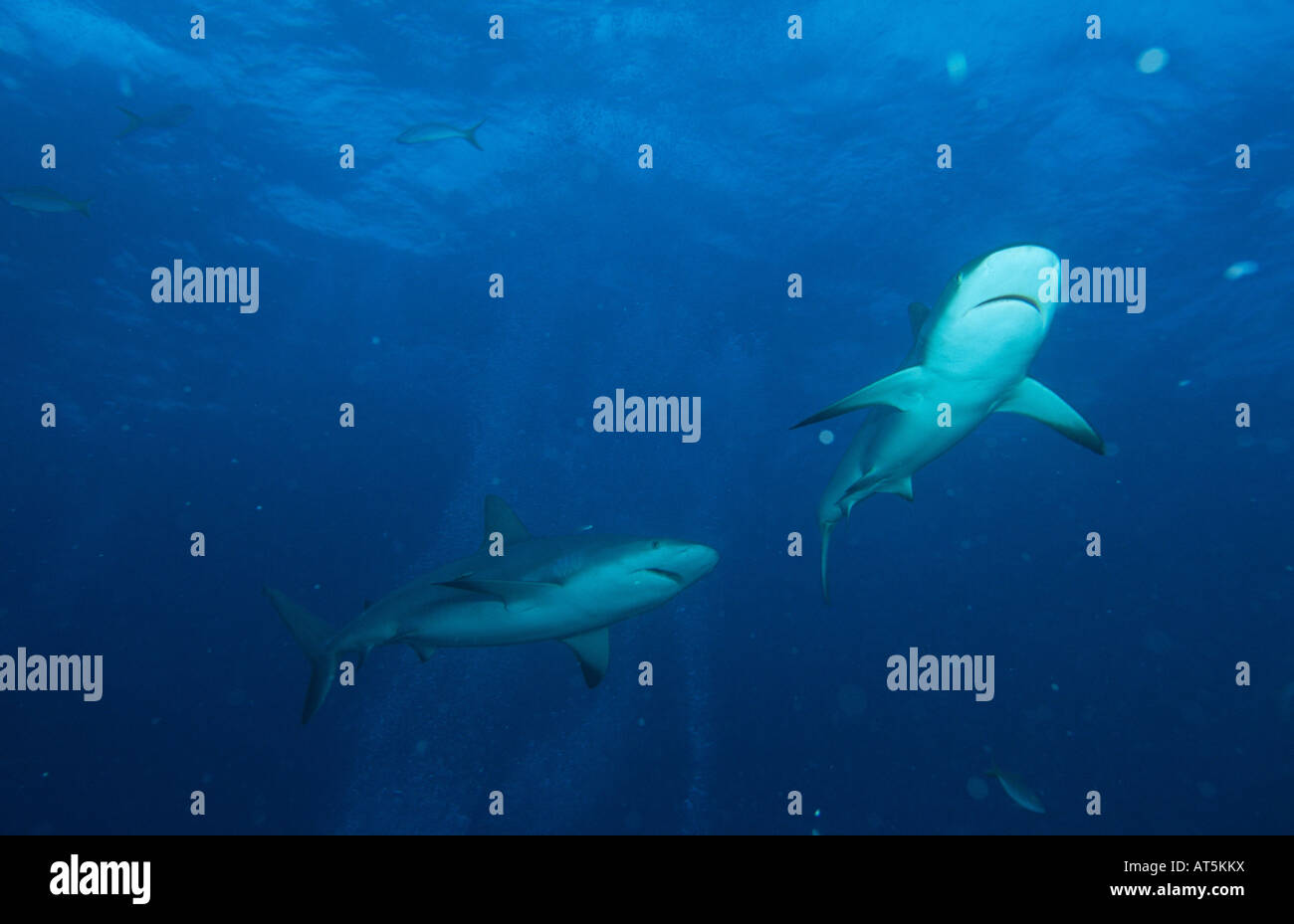 zoology, fish, shark, Bahamas, Insel New Providence, sharks, Additional