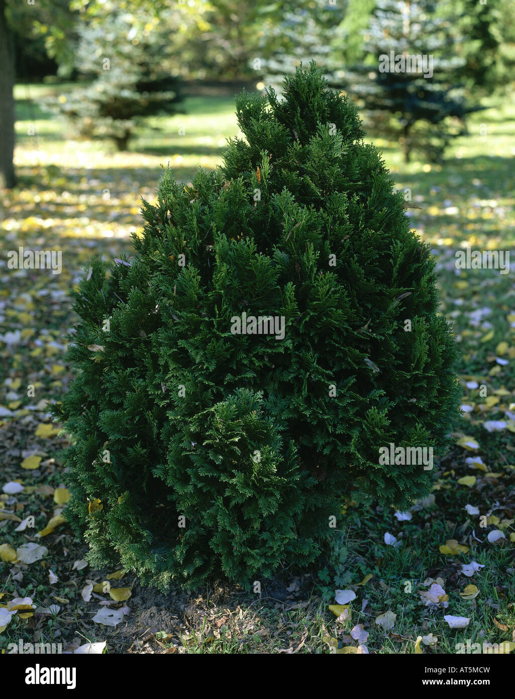 botany, Chamaecyparis, 'Lawson's Cypress' (Chamaecyparis lawsoniana), sapling, Additional-Rights-Clearance-Info-Not-Available Stock Photo