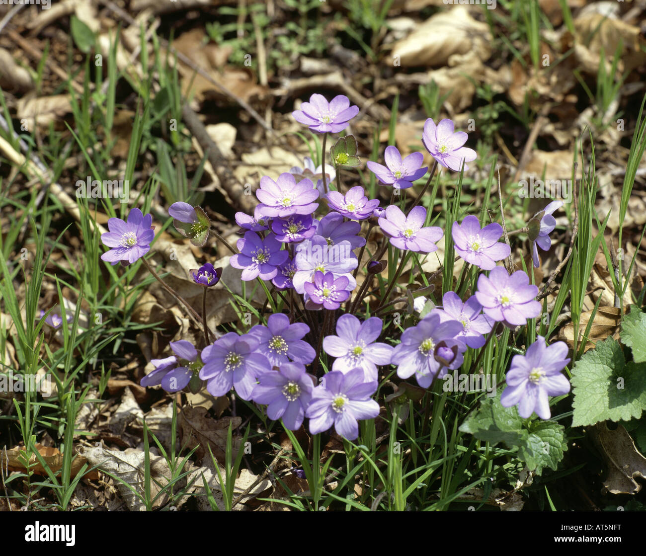 botany, Hepatica, Common Hepatica, (Hepatica nobilis), on woodground, Additional-Rights-Clearance-Info-Not-Available Stock Photo