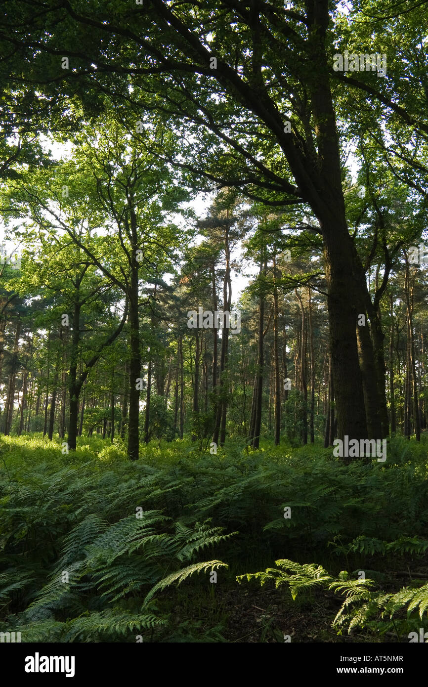 Pipe Hall Farm Wood (Woodland Trust), near Lichfield, Staffordshire, England, UK Stock Photo