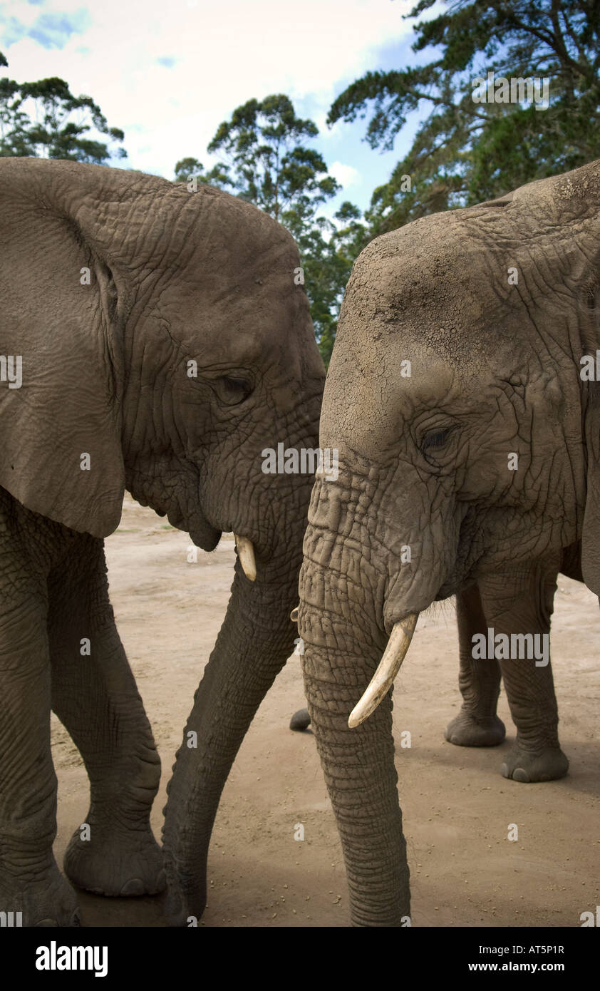 Two Knysna Elephants Stock Photo Alamy