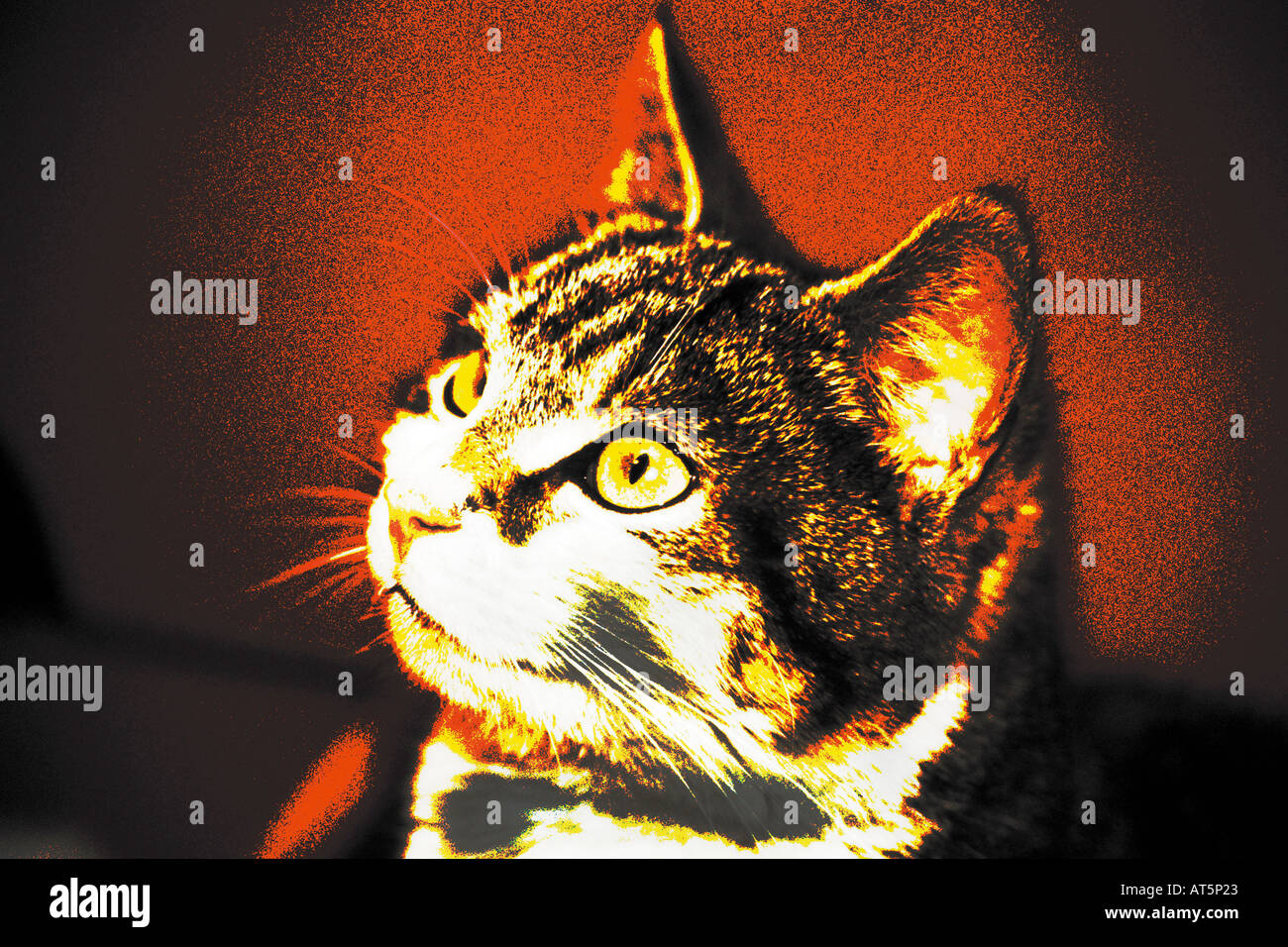Katze in rotem Spotlight Stock Photo
