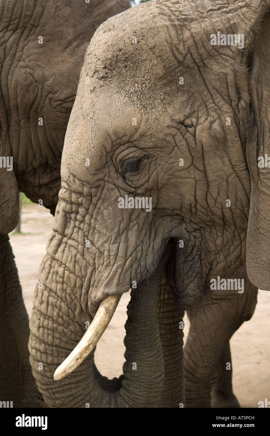 Close up of Knysna Elephant Stock Photo