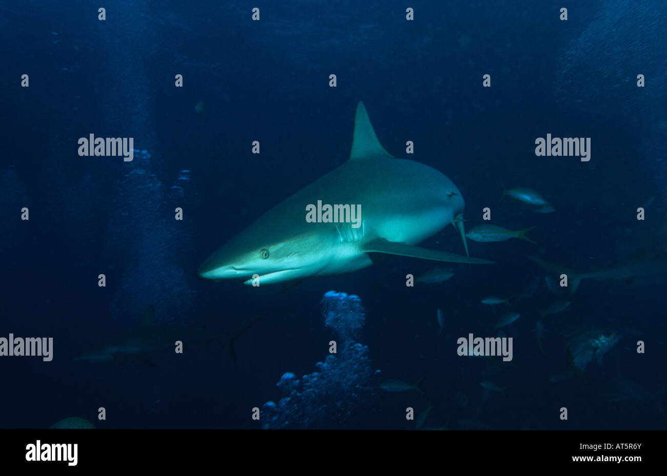 zoology, fish, shark, Bahamas, Insel New Providence, sharks, Additional