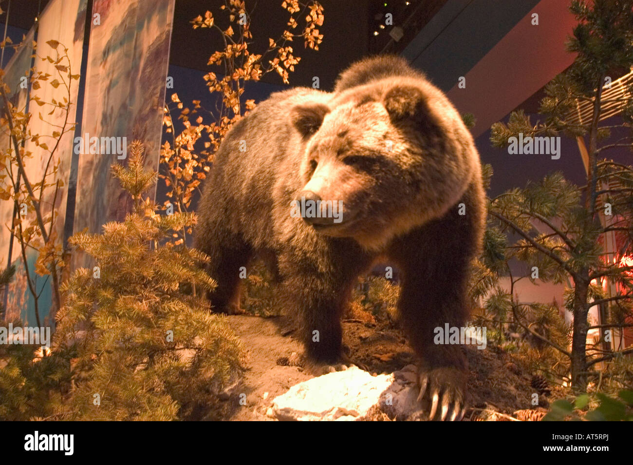 The grizzly bear exhibit is a highlight at the Buffalo Bill Historical Center Whitney Museum of