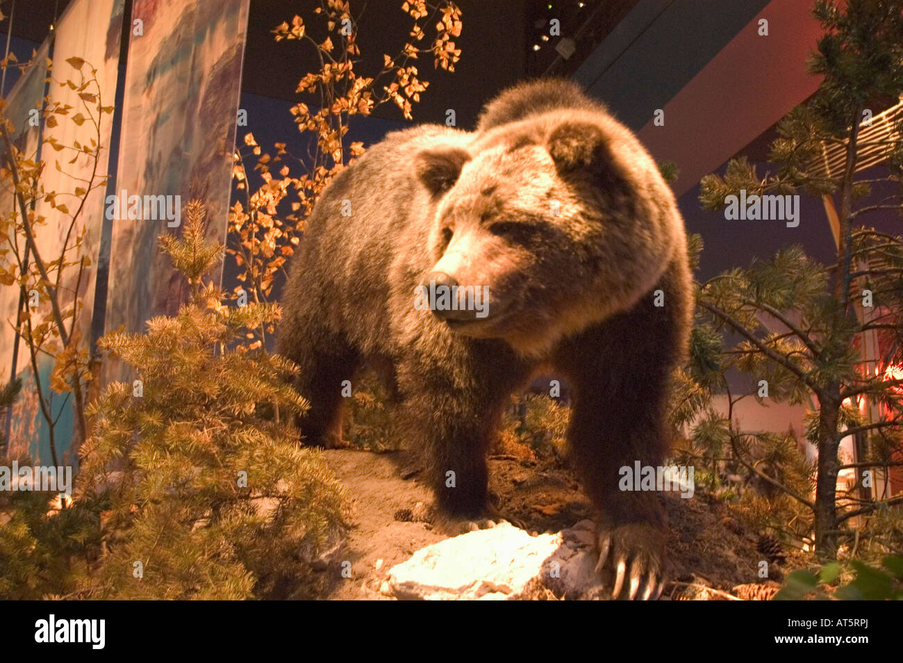 The grizzly bear exhibit is a highlight at the Buffalo Bill Historical  Center Whitney Museum of Western Art in Cody, WY Stock Photo - Alamy