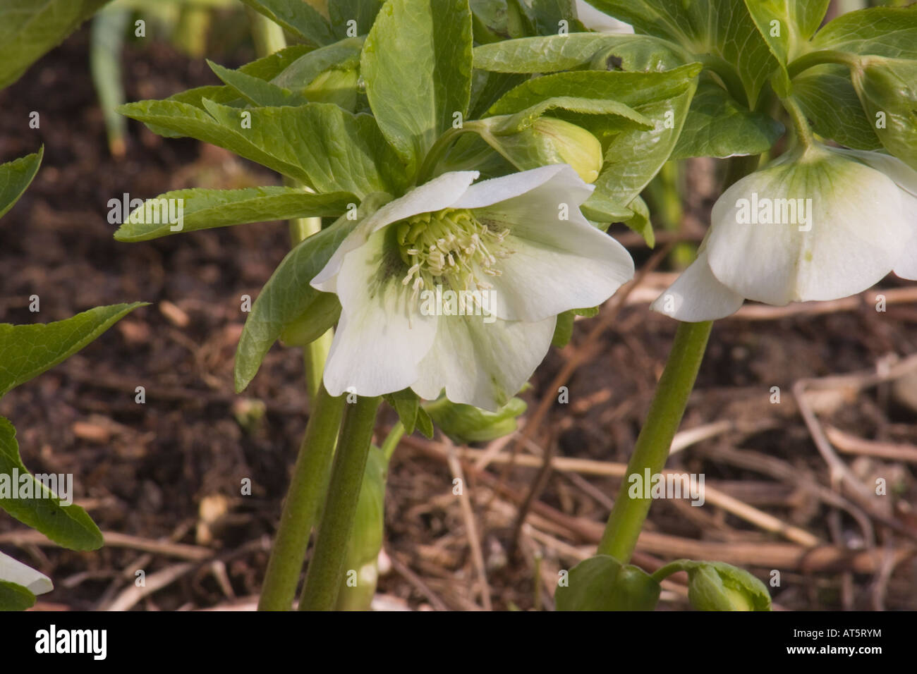 helleborus orientalis hybrid in a garden setting Stock Photo