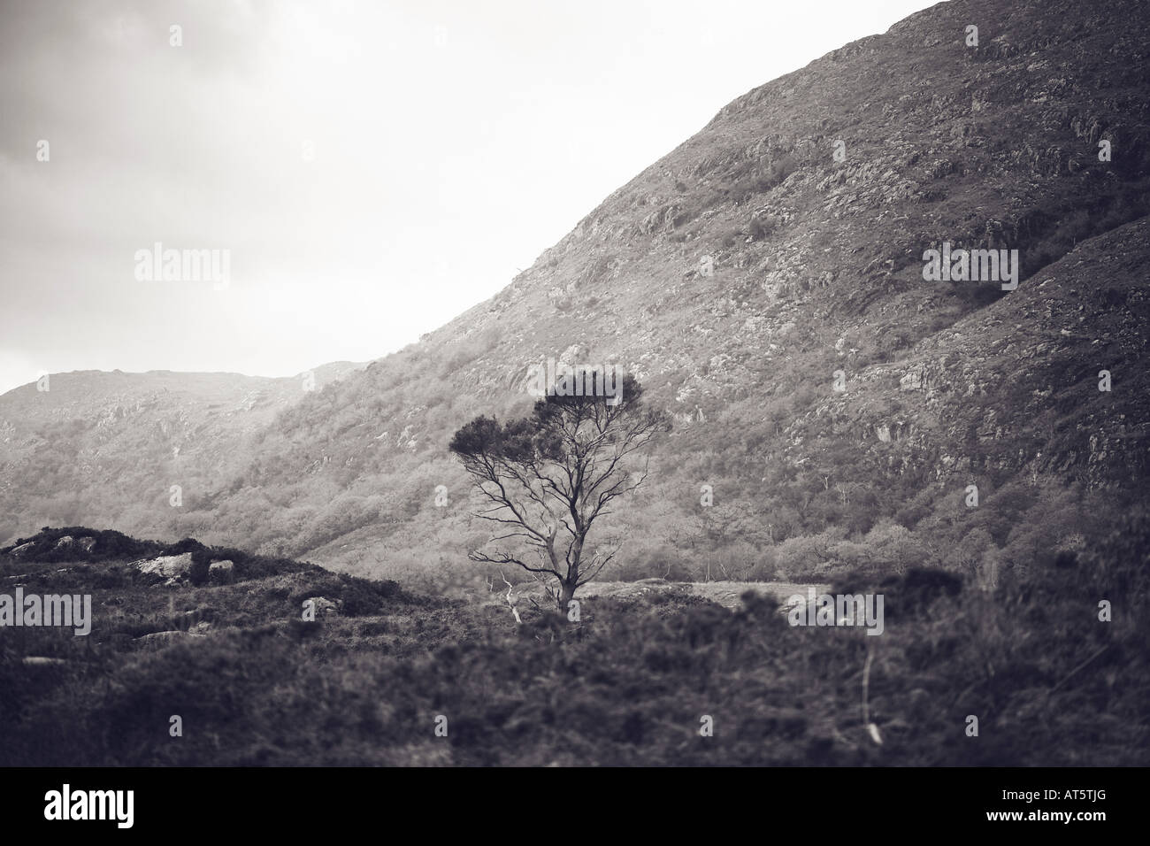 Tree Growing in Marsh Overlooking Park in Killarney National Park