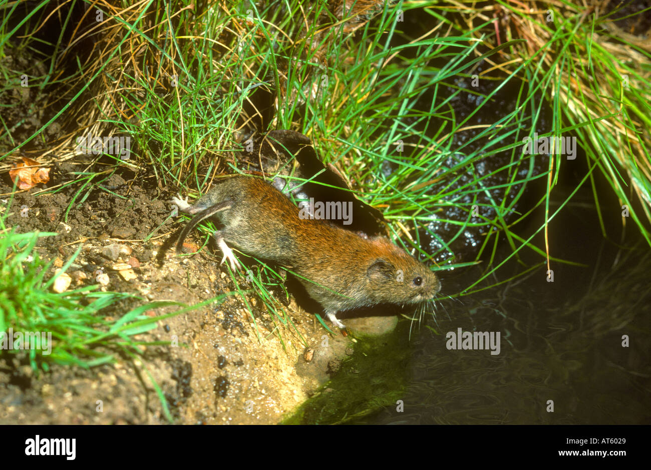 Field vole taking a drink Stock Photo