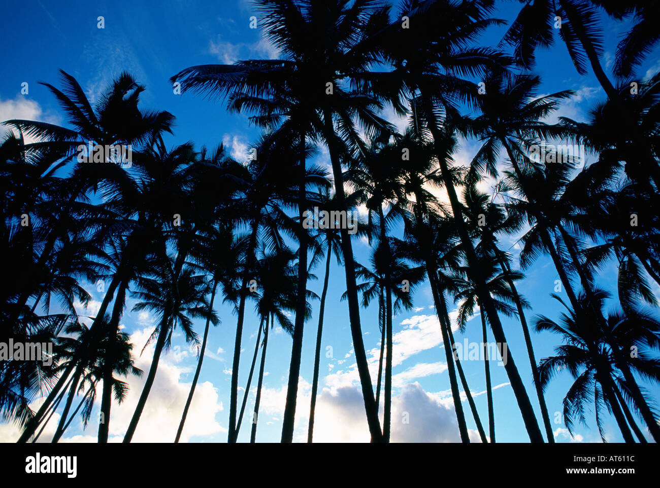 The coconut trees hi-res stock photography and images - Alamy
