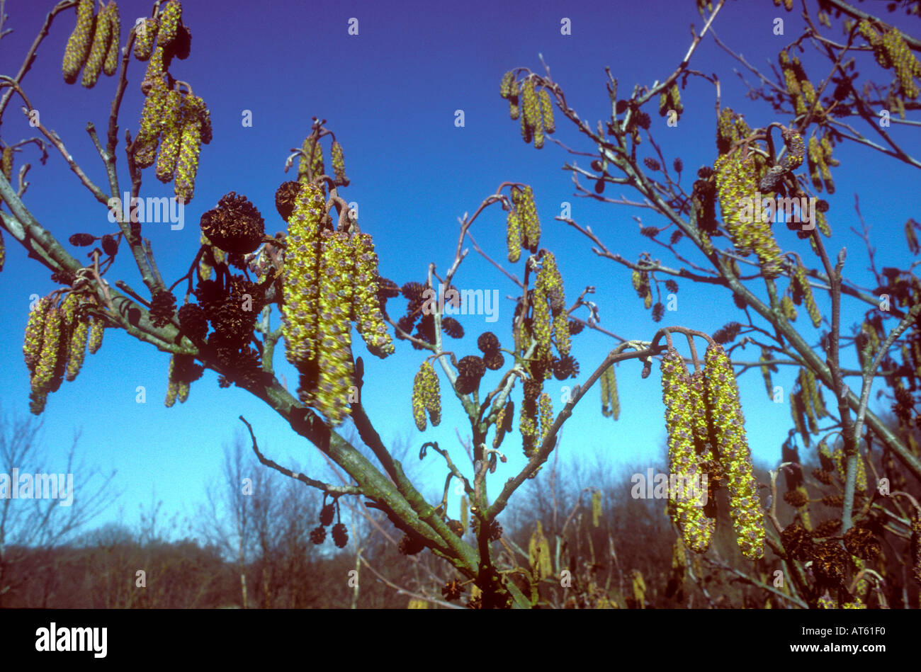 Catkins of the Alder Tree Stock Photo