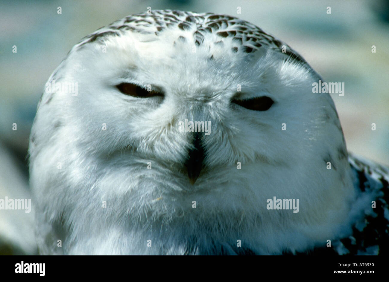 Snowy Owl Stock Photo