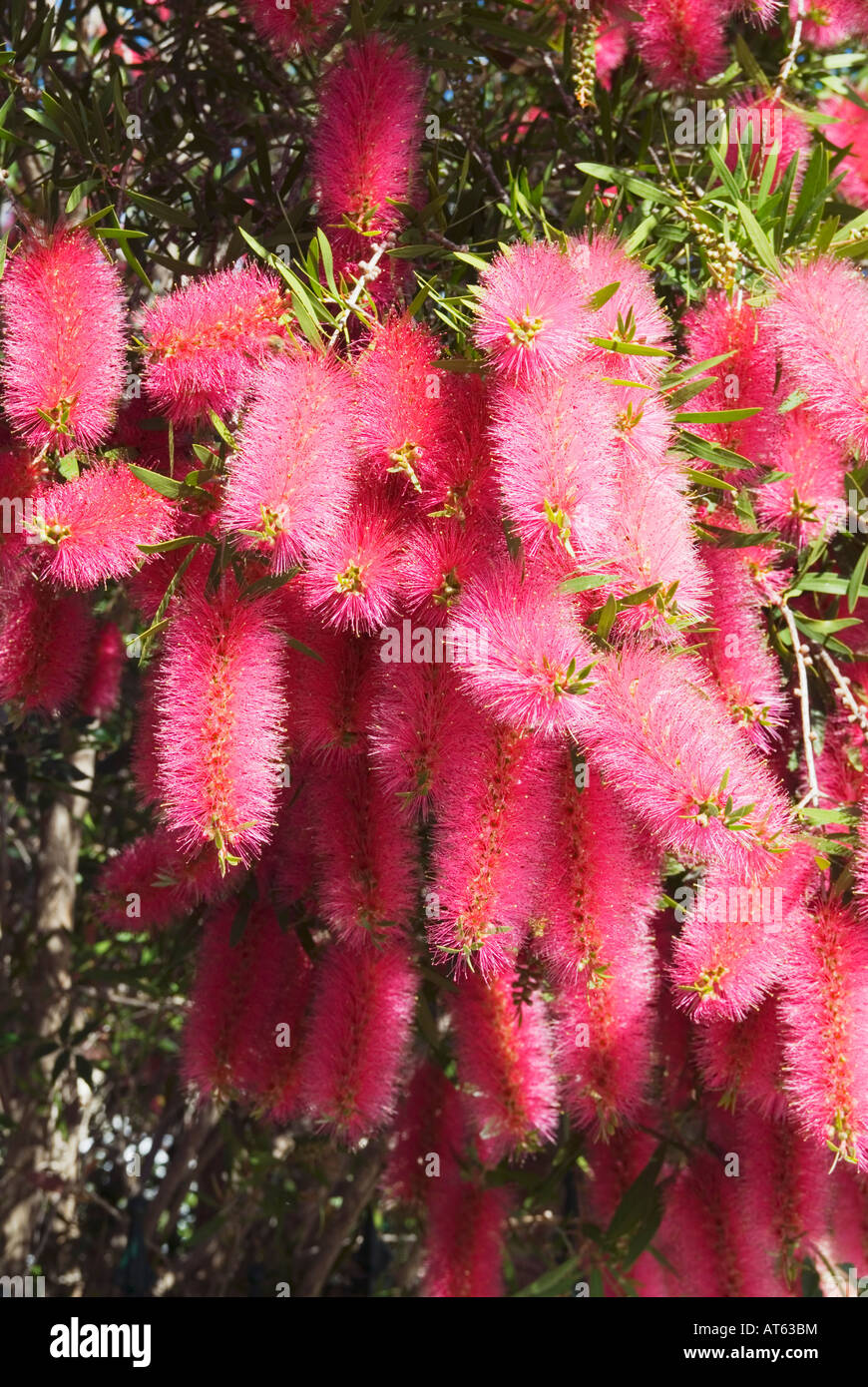 Perth Pink Bottlebrush in full bloom Stock Photo Alamy