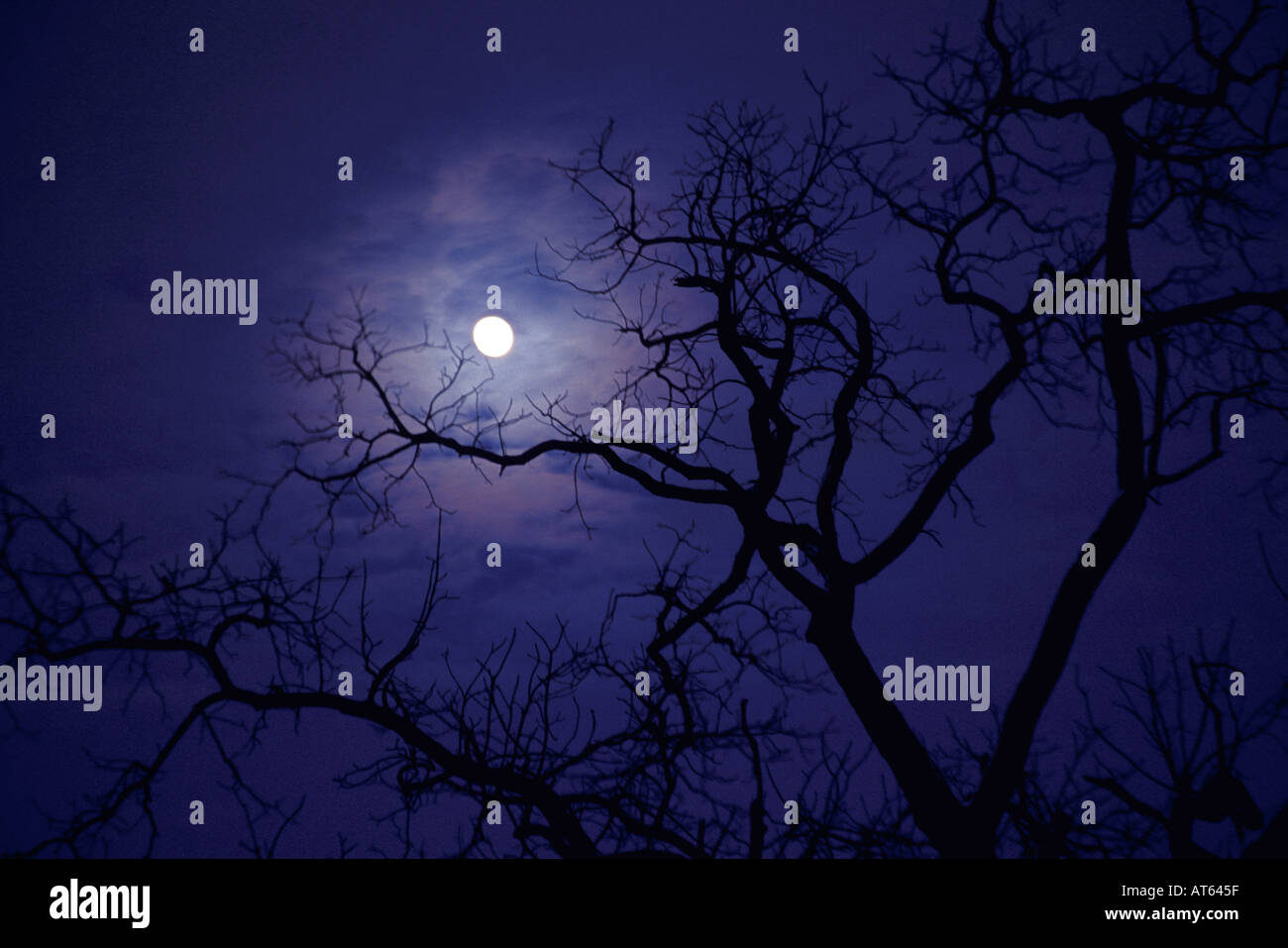Haunted tree with transparent purple clouds and moon Stock Photo