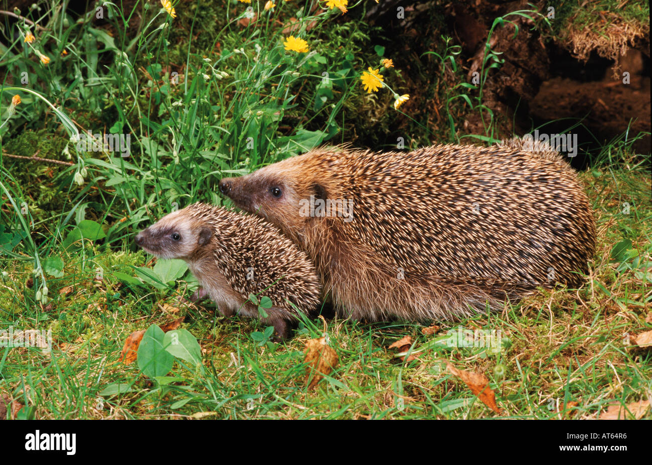 Common Hedgehog (Erinaceus europaeus). Mother and hoglet in grass