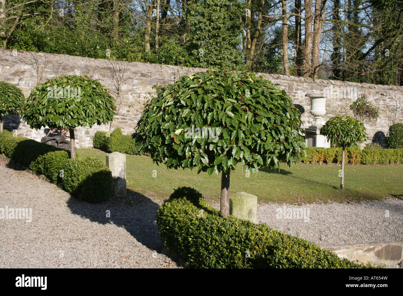 Irish walled garden with topiary trees Stock Photo